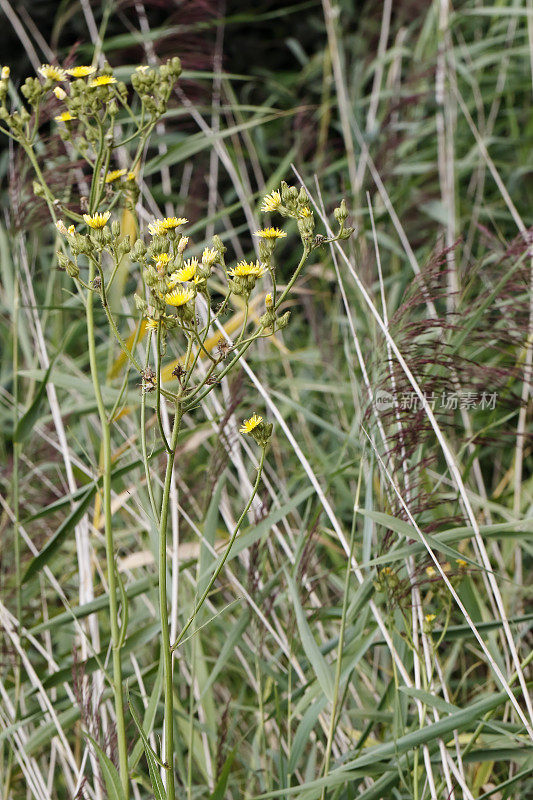 沼泽蓟(Sonchus palustris)